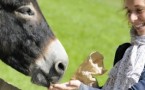 Osły, Kleopatra i ja, czyli o działaniu oślego mleka słów kilka