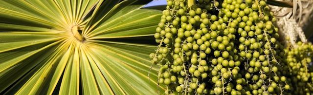 Dlaczego Acai berry (jagody Acai) zrobiły karierę nie tylko jako skuteczny środek odchudzający?