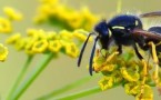 Propolis czyli naturalne leki z pasieki