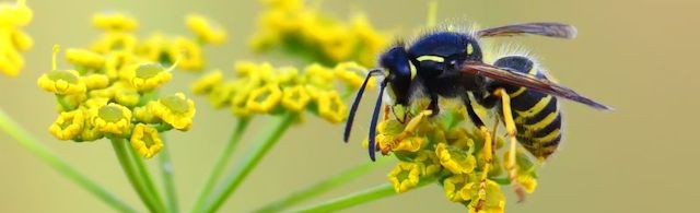 Propolis czyli naturalne leki z pasieki