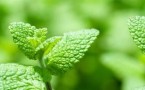 Naturalne orzeźwienie… czyli słów kilka o mięcie