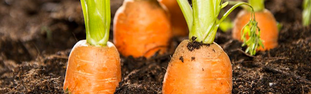 Pomarańczowa moc… czyli co się kryje w marchewce